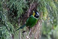 Long-Tailed Broadbill bird on tree branch at Nature deep forest jungle Royalty Free Stock Photo