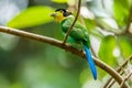 Long-tailed broadbill with dried grass in its mouth Royalty Free Stock Photo