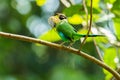 Long-tailed broadbill with dried grass in its mouth Royalty Free Stock Photo