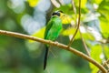 Long-tailed broadbill with dried grass in its mouth Royalty Free Stock Photo
