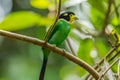 Long-tailed broadbill with dried grass in its mouth Royalty Free Stock Photo
