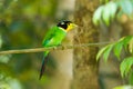 Long-tailed broadbill Royalty Free Stock Photo