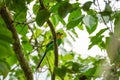 Long-tailed Broadbill bird with an insect in beak perching on branch in tropical rainforest. Colourful bird hunting insects Royalty Free Stock Photo