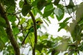 Long-tailed Broadbill bird with an insect in beak perching on branch in tropical rainforest. Colourful bird hunting insects Royalty Free Stock Photo