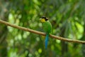 Long-tailed broadbill