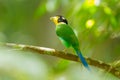 Long-tailed broadbill Royalty Free Stock Photo
