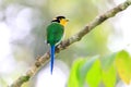 Long-tailed Broadbill Royalty Free Stock Photo