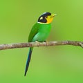 Long-tailed broadbilll bird