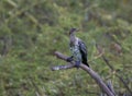 Long tailed cormorant,  Microcarbo africanus, Kenya Royalty Free Stock Photo
