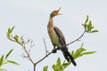 Long-Tailed Cormorant