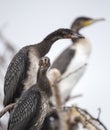Long Tailed Cormorants - Reed Cormorants