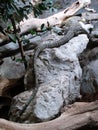 Long-tailed Crocodile monitor on duty