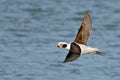 Long-tailed Duck