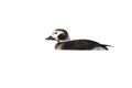 Long-tailed duck, Clangula hyemalis Royalty Free Stock Photo