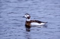 Long-tailed duck, Clangula hyemalis Royalty Free Stock Photo