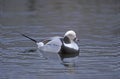 Long-tailed duck, Clangula hyemalis Royalty Free Stock Photo