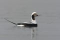 Long-tailed duck, Clangula hyemalis