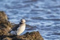 Long-tailed duck Clangula hyemalis standing Royalty Free Stock Photo