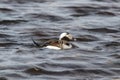 Long-tailed duck, Clangula hyemalis swimming Royalty Free Stock Photo