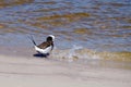 The Long-tailed Duck on the coast of the Baltic Sea