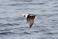 Long-tailed Duck (Oldsquaw) In flight