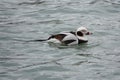 Long Tailed Duck Swimming on Lake Erie