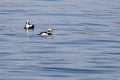 Long-tailed ducks Clangula hyemalis, or oldsquaw duck swimming on calm blue sea water. Wild males seabird in winter plumage. Royalty Free Stock Photo