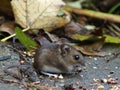 Long Tailed Field Mouse (Wood mouse)