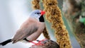 Long-tailed finch bird eating