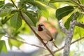 Long tailed finch bird Poephila acuticauda