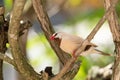 Long tailed finch bird Poephila acuticauda