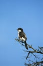 LONG TAILED FISCAL lanius cabanisi, ADULT PERCHED ON BRANCH, KENYA