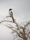 Long-tailed fiscal shrike Royalty Free Stock Photo