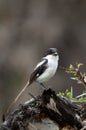 Long Tailed Fiscal Shrike Kenya Africa