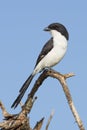 Long-tailed Fiscal Shrike (Lanius cabanisi) Tarangire, Tanzania