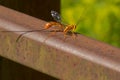 Greene's Giant Ichneumonid Wasp - Megarhyssa greenei