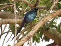 Long-tailed glossy starling with blue feathers perched on a tree branch Royalty Free Stock Photo