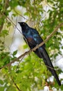 Long-tailed Glossy Starling on a branch Royalty Free Stock Photo