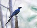 Long-tailed glossy starling Lamprotornis caudatus Royalty Free Stock Photo