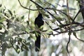 Long tailed glossy starling, Lamprotornis caudatus, in a tree Royalty Free Stock Photo