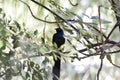 Long tailed glossy starling, Lamprotornis caudatus, in a tree Royalty Free Stock Photo