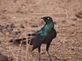 Long-tailed glossy starling in the nature in Senegal Royalty Free Stock Photo