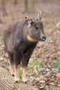 Long-tailed goral