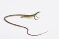 Long-tailed grass lizard (Takydromus sexlineatus) Royalty Free Stock Photo