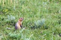 Long tailed ground squirrel on grassy plain