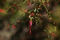 Long-tailed hummingbird in Argentina