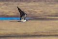 Long Tailed Jaeger