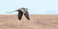 Long Tailed Jaeger