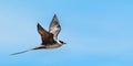 Long Tailed Jaeger In Flight