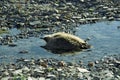 Long-tailed Jaeger nestling,